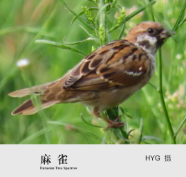 广汉常见鸟类介绍 —— 麻雀