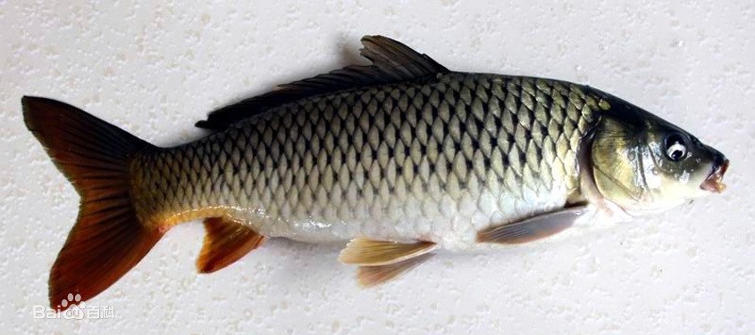 云南鲤- 濒危物种志