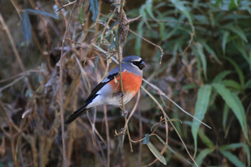 四川唐家河国家级自然保护区:灰头灰雀
