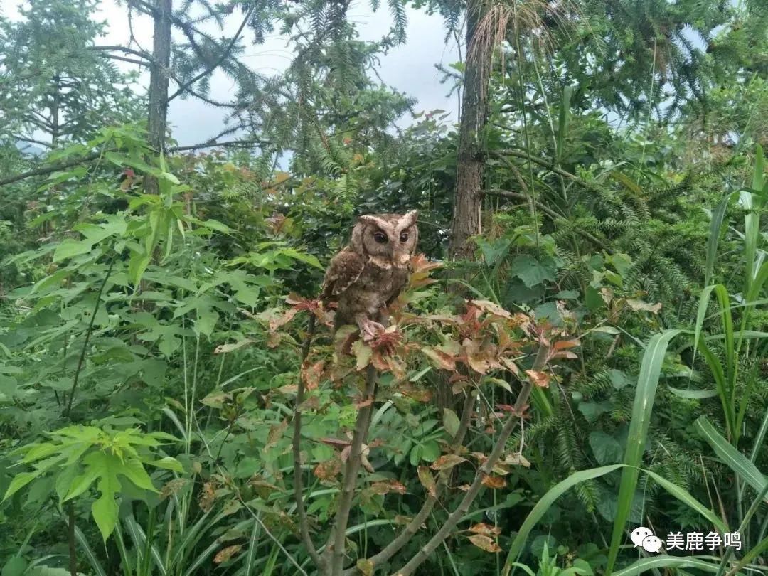 7 白腹隼雕 8 赤腹鷹 9領角鴞 10白胸翡翠 11 星頭啄木鳥 12灰鶺 