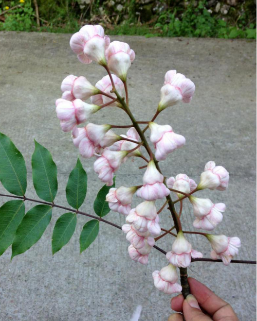 伯乐树的花大而美丽,花瓣呈淡红色