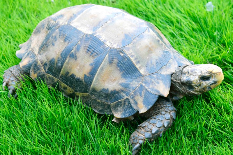 湿地管护人员热心救助国家二级保护动物凹甲陆龟