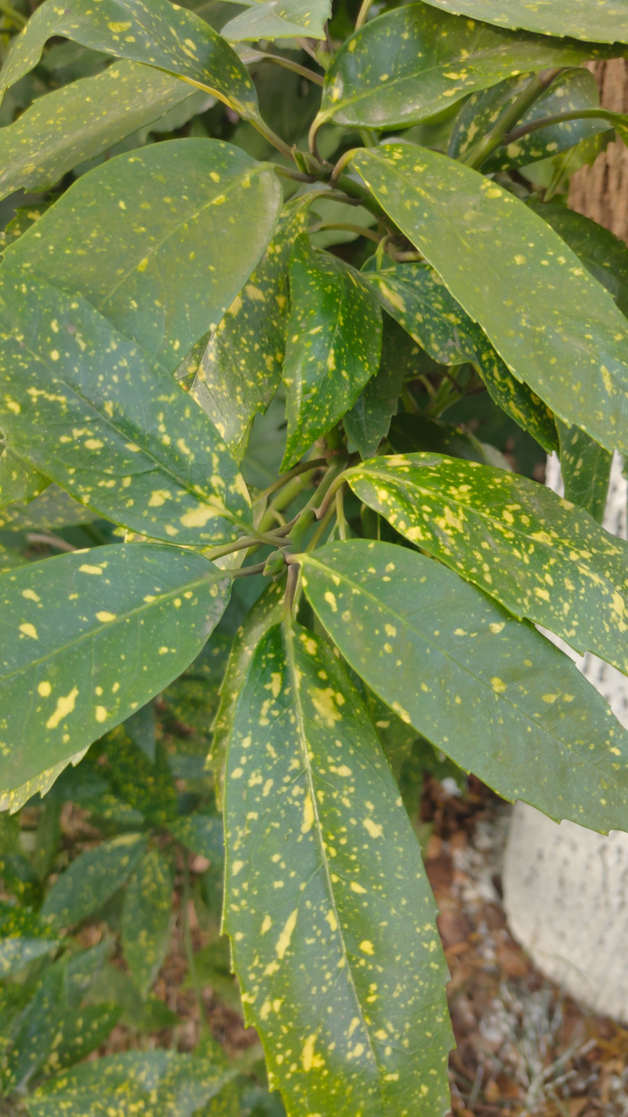 沙家浜國家溼地公園花葉青木