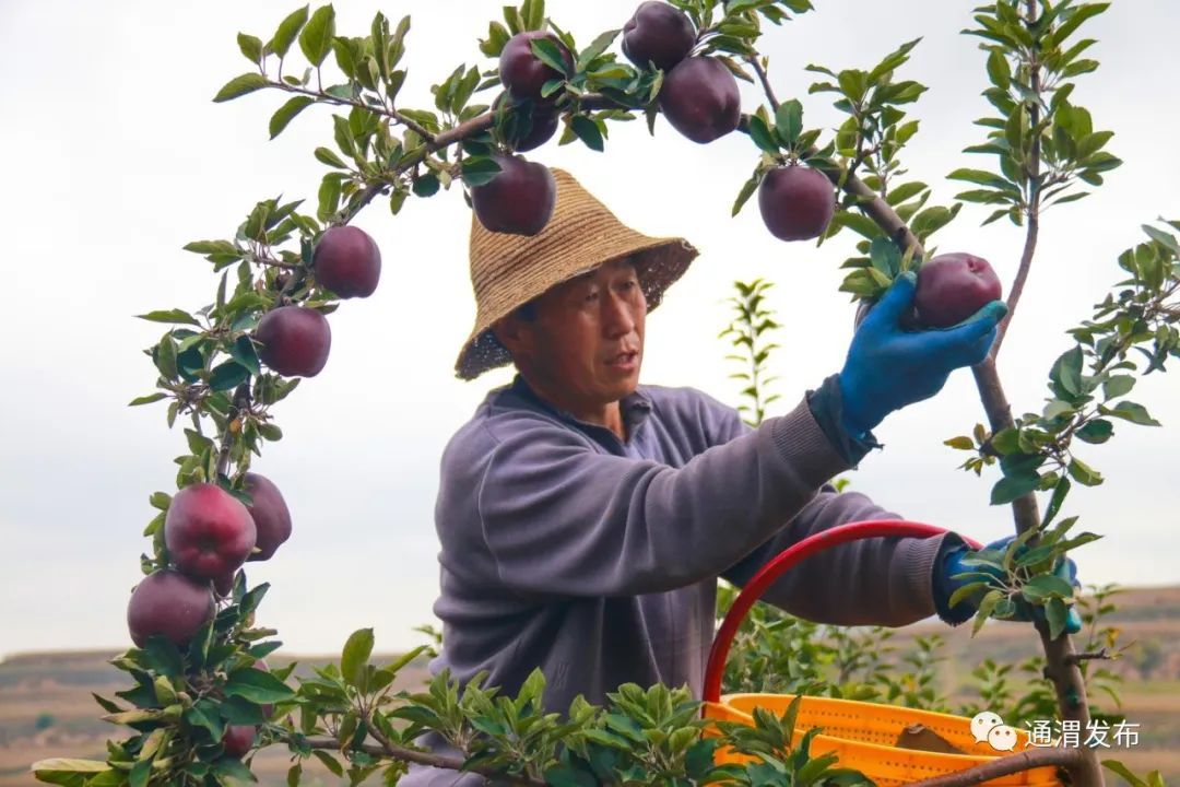 通渭苹果丰收采摘忙