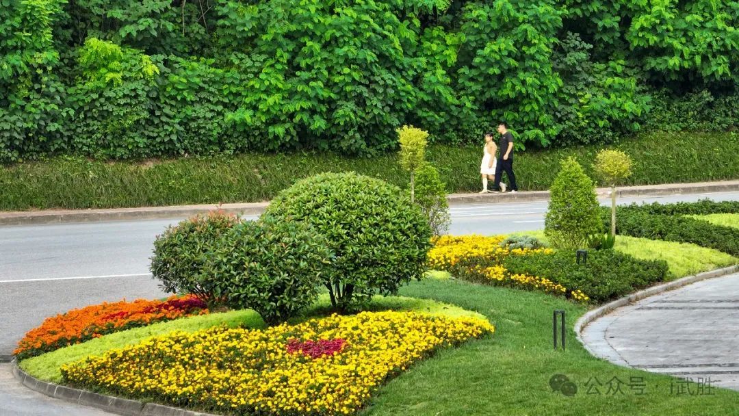 绿化带"穿新衣",城市颜值up!up!up!