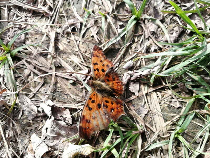 隨手拍 記錄攝影 > 正文黃鉤蛺蝶( polygonia c-aureum),也稱黃蛺蝶