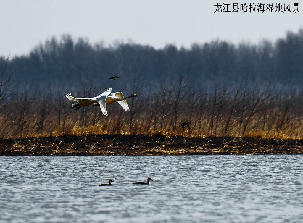 龙江县哈拉海湿地图片