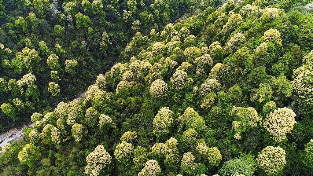 江西第一高峰南风面图片