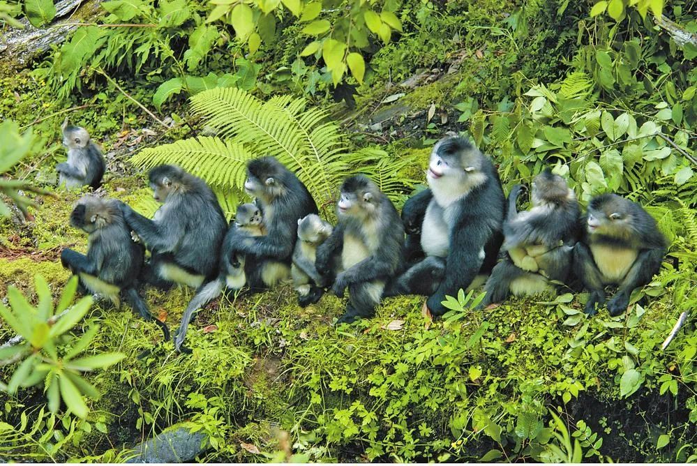 看生物多样性保护的云南智慧,云南方案!