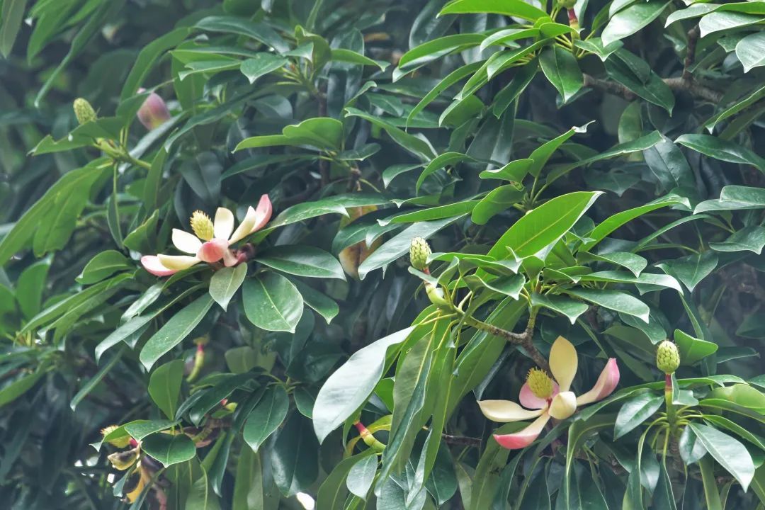 云南74昌宁|炎炎夏日 树上"莲花"朵朵开