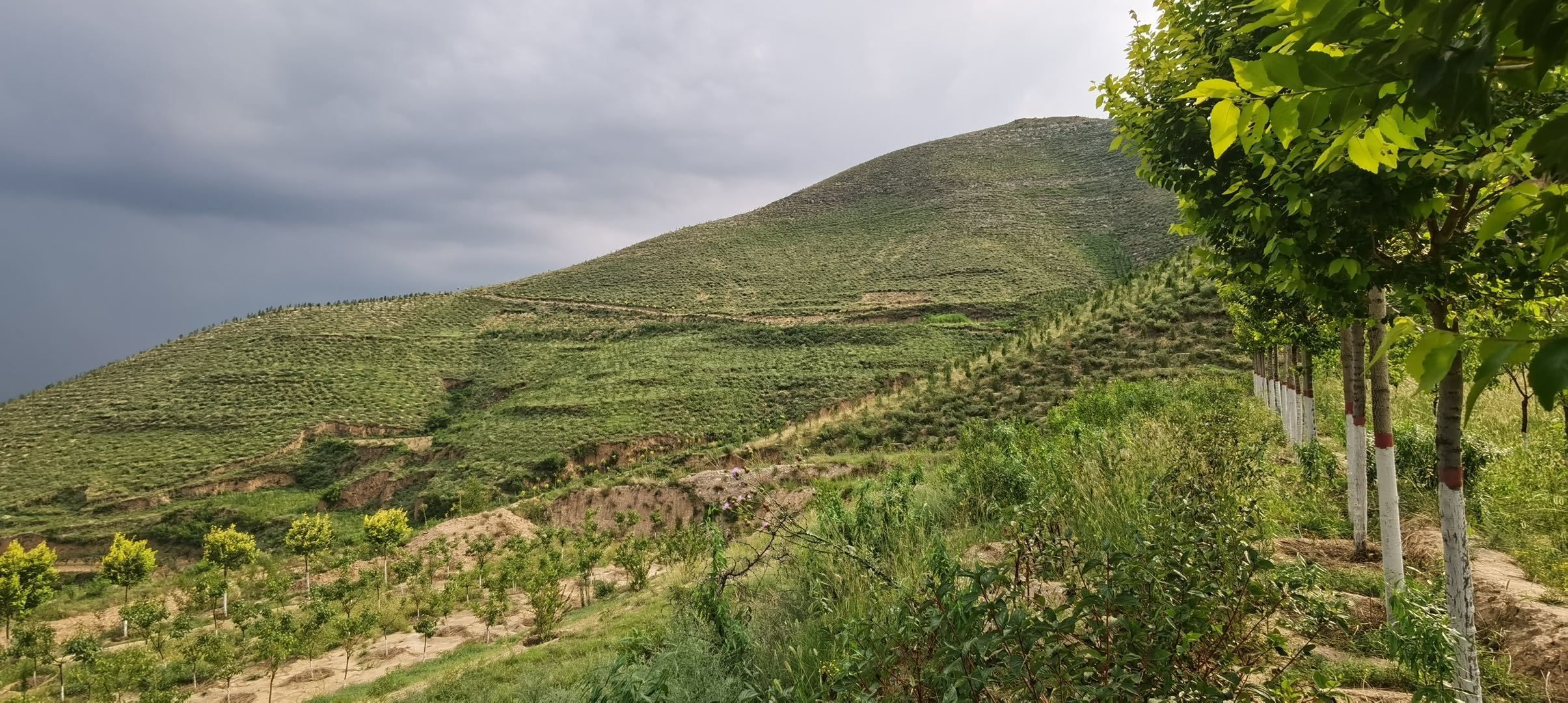 綠水青山陝西蒲城縣林業局將黨史學習教育轉化為行動讓山更綠天更藍