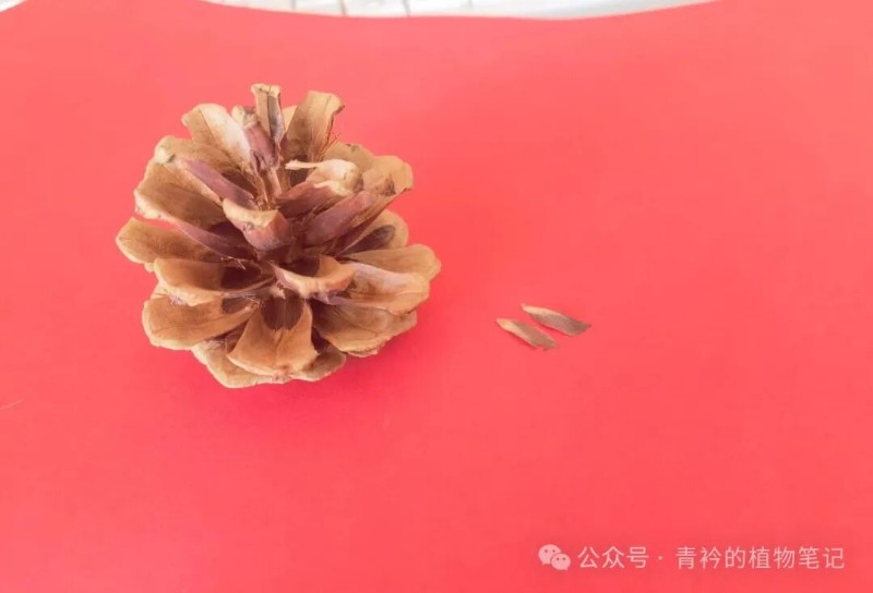 认识三种松树:白皮松、油松、华山松 - 关注森林