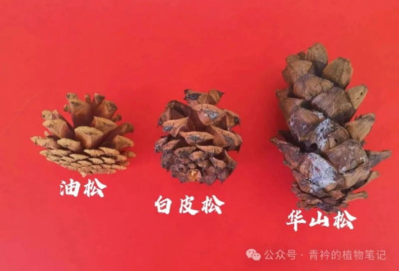 认识三种松树:白皮松、油松、华山松 - 关注森林