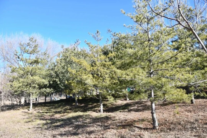 认识三种松树:白皮松、油松、华山松 - 关注森林