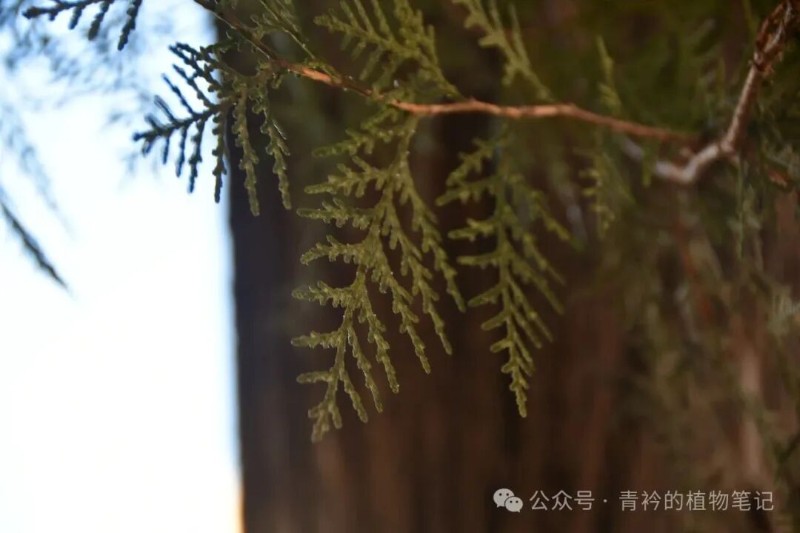 认识三种柏树:龙柏、圆柏、侧柏 - 关注森林