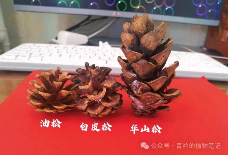 认识三种松树:白皮松、油松、华山松 - 关注森林