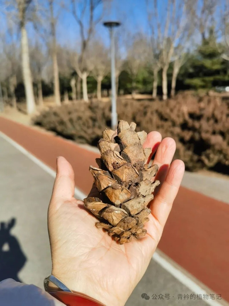 认识三种松树:白皮松、油松、华山松 - 关注森林