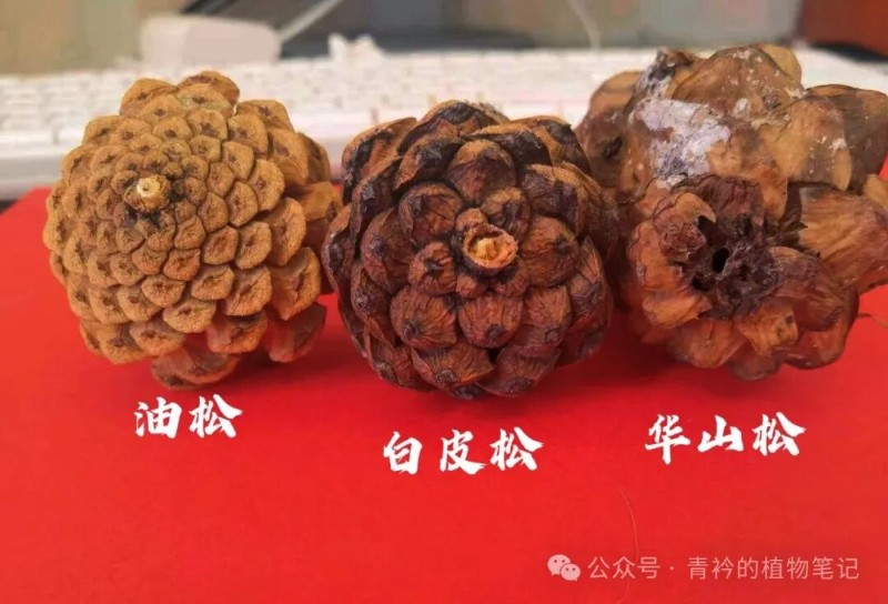 认识三种松树:白皮松、油松、华山松 - 关注森林