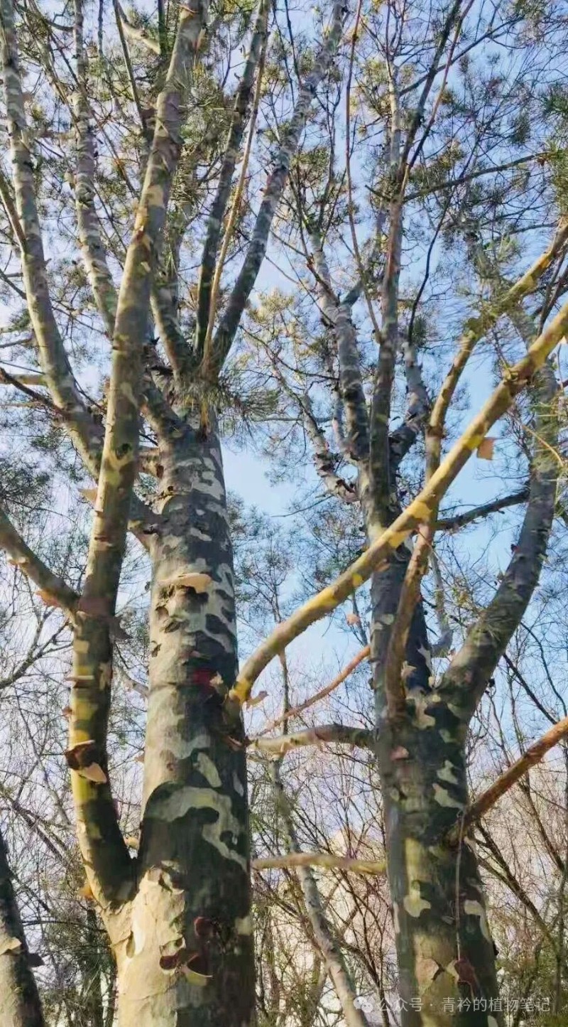 认识三种松树:白皮松、油松、华山松 - 关注森林