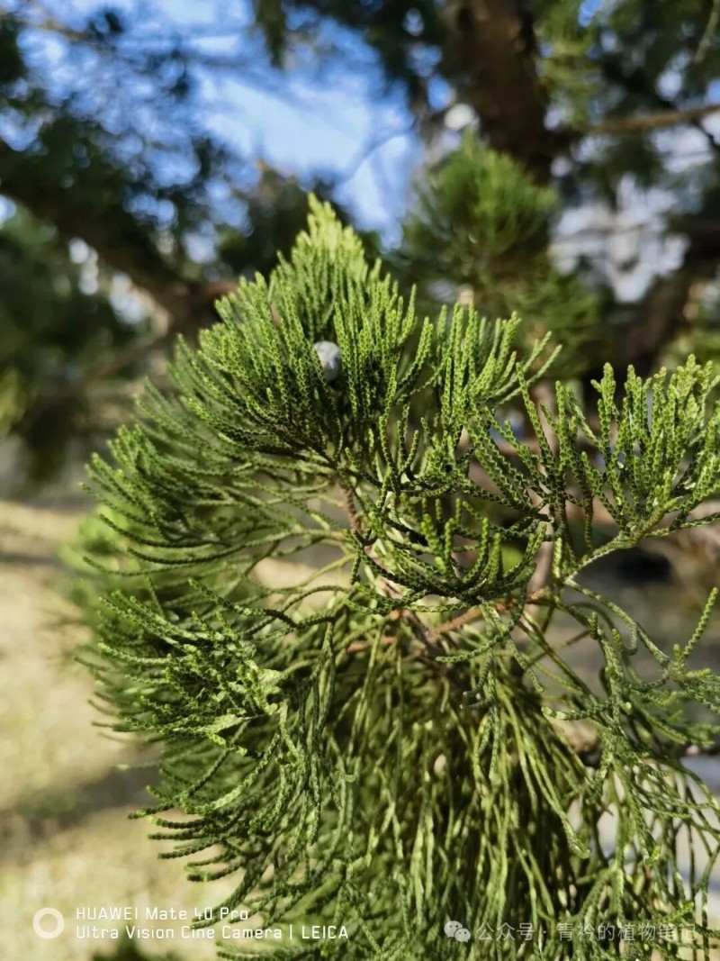 认识三种柏树:龙柏、圆柏、侧柏 - 关注森林