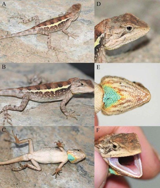 蜥蜴种类的名称和图片图片