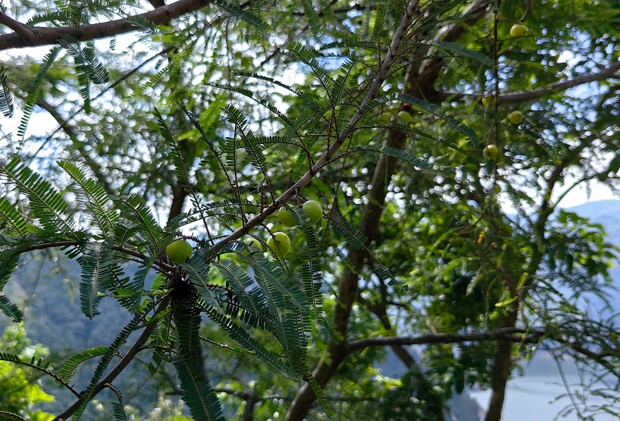 滇橄榄种植图片