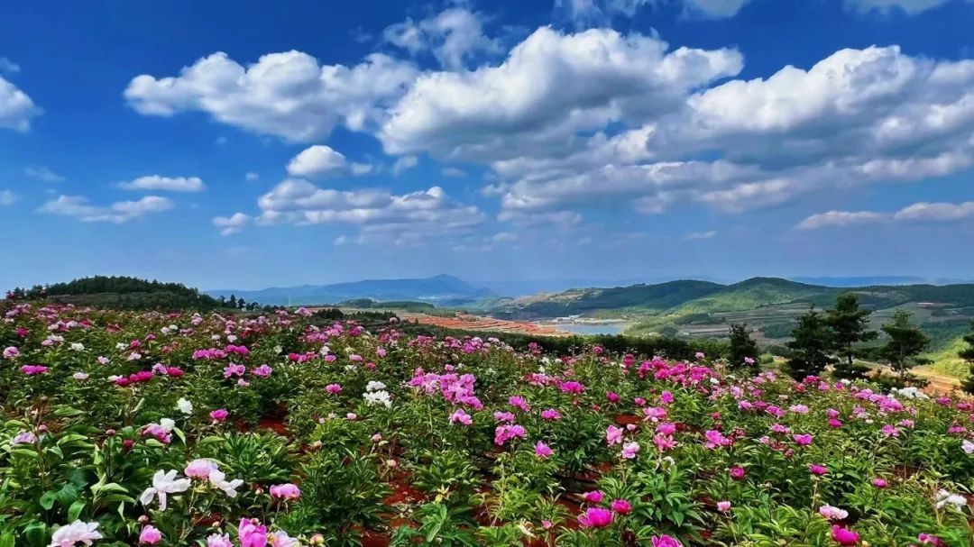 昆明花海景点图片图片