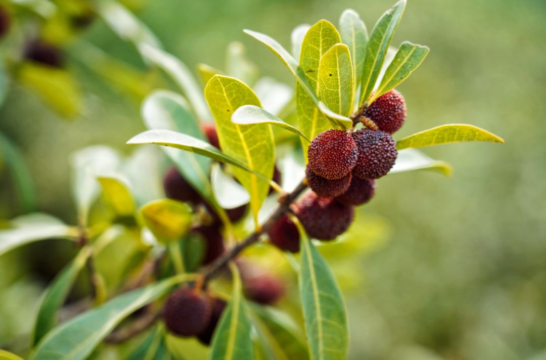 云南>正文吸引了全部目光瞬间就被满树的红杨梅走进杨梅采摘园便可到