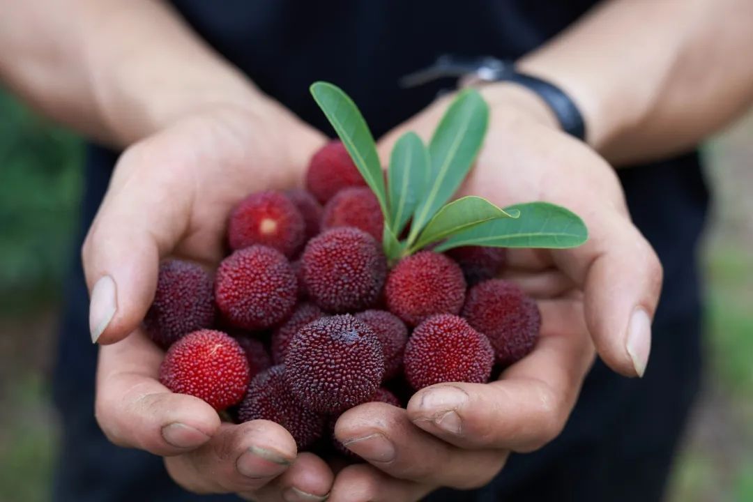 当前位置:关注森林>地方林草动态>云南>正文2022年,富民县杨梅种植