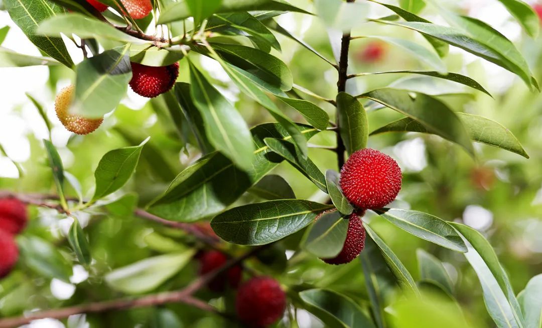 云南>正文嗝~~~都快把肚子填满了顺手放嘴里的果子杨梅还没摘满竹筐