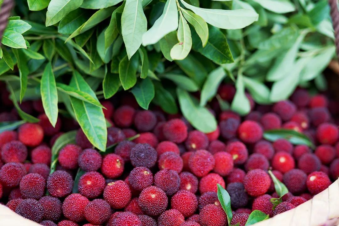 夏日梅好时光富民杨梅熟啦