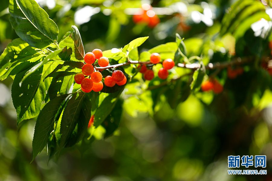 乡味云南富民红樱桃变身金果子