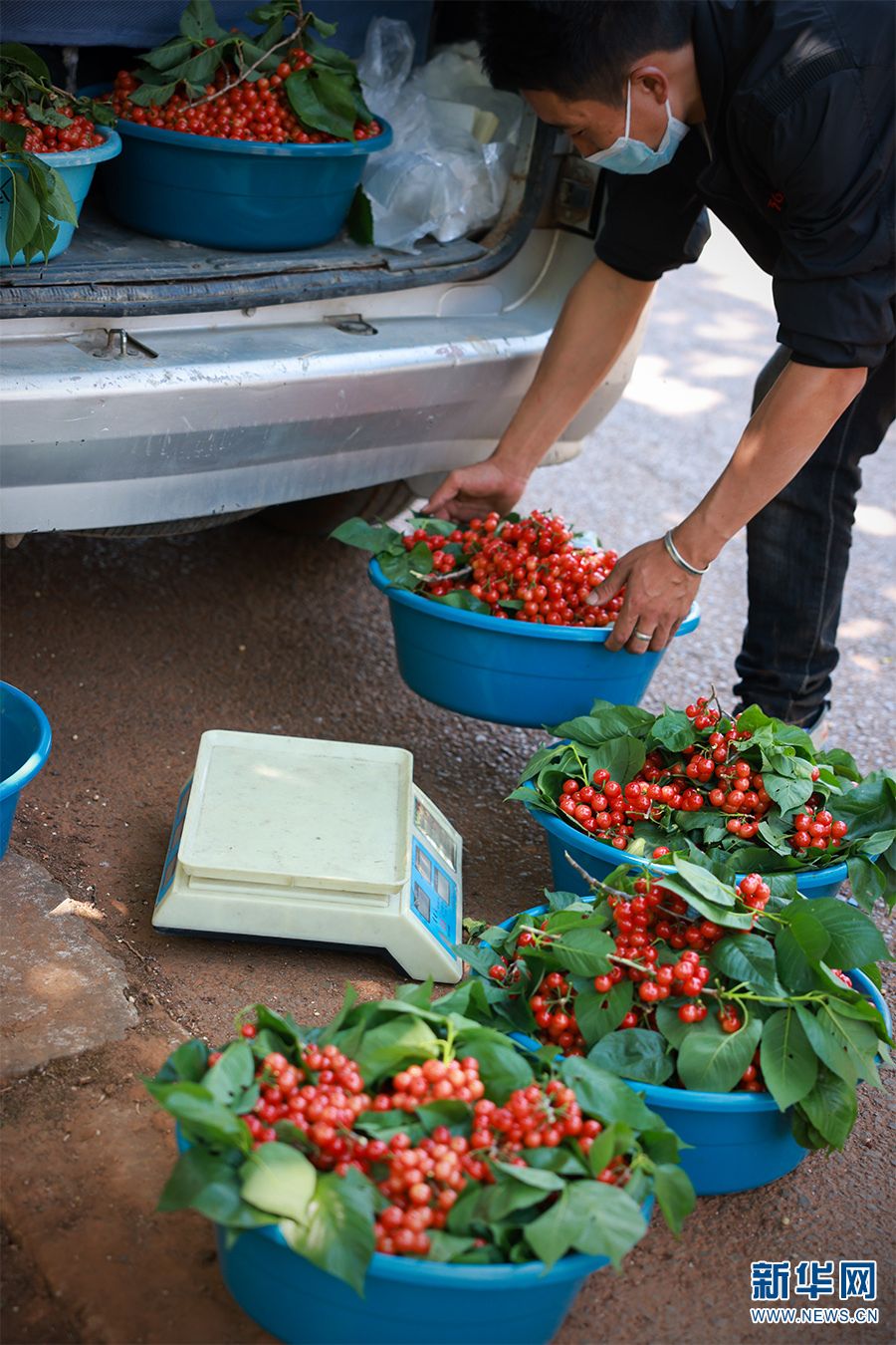 乡味云南富民红樱桃变身金果子
