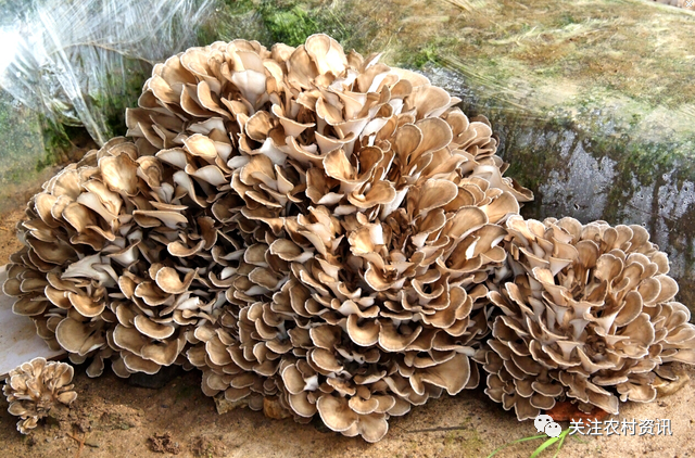 俗称“舞茸”，长在板栗树根部，曾被农民厌恶，现在卖百元1斤 - 关注森林
