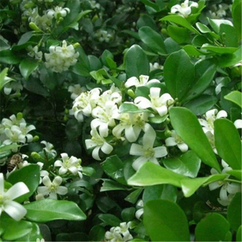 它的名字很霸气名叫千只眼云南特有植物可治跌打损伤毒蛇咬伤