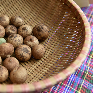 林家故事植物界大熊猫蒜头果为什么人见人爱