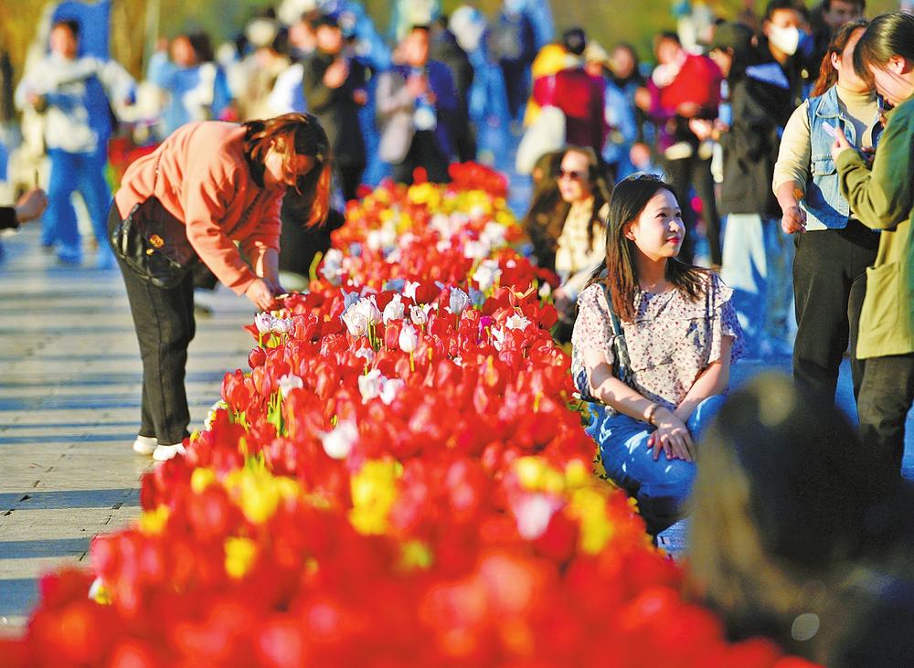 翠湖公园郁金香花展图片