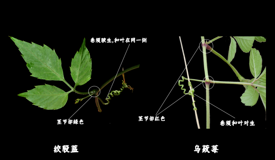 绞股蓝和乌蔹莓的植物区分