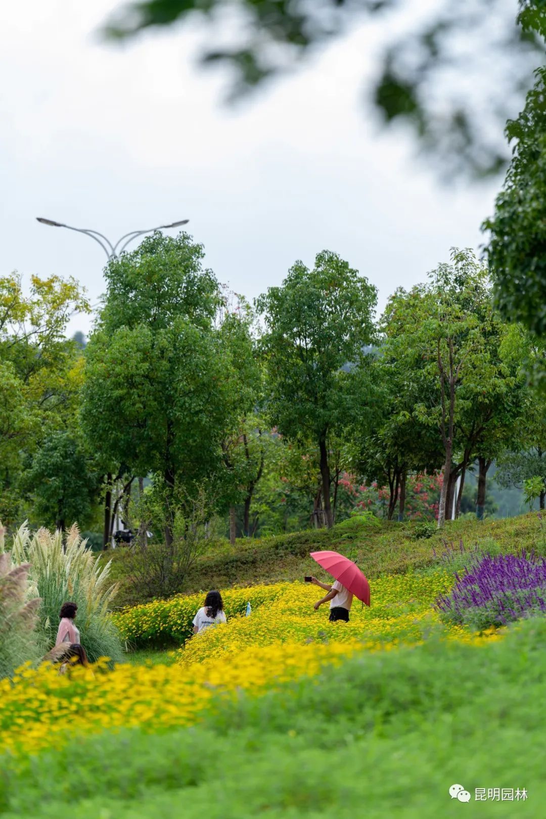 安宁宁湖湿地公园图片