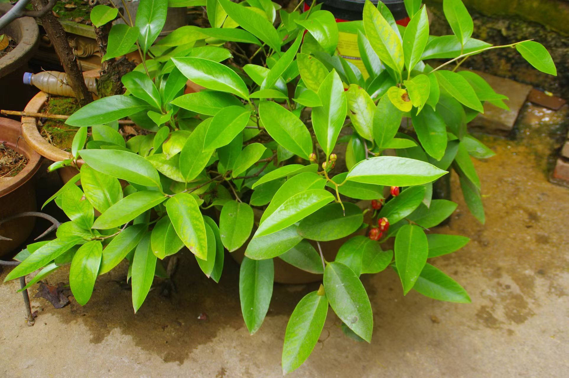 >地方林草动态>云南>正文黑老虎为木兰科,南五味子属常绿攀援藤本植物