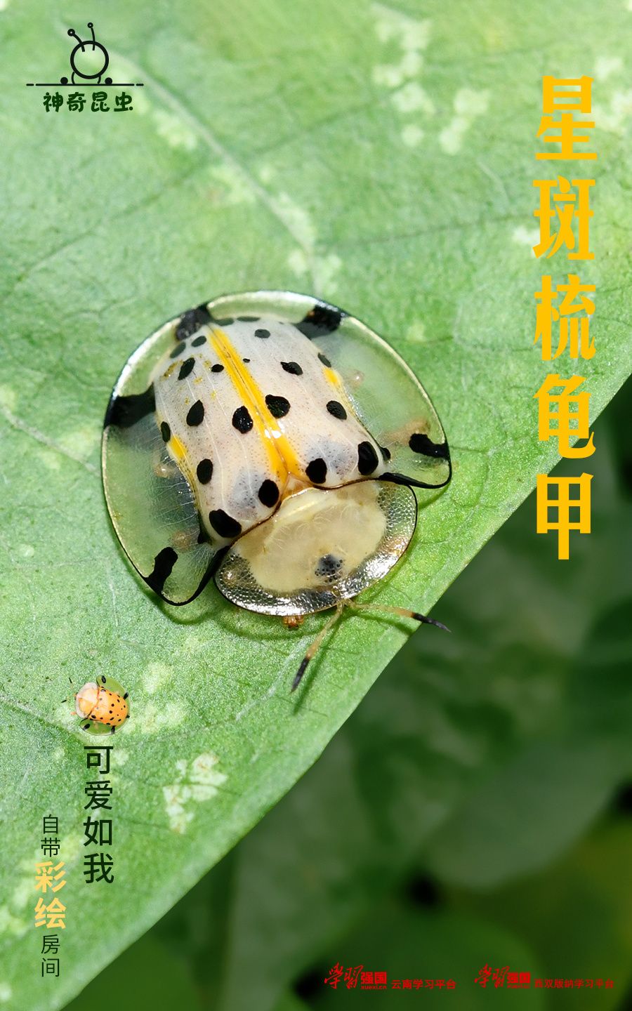 【科普】神奇昆虫