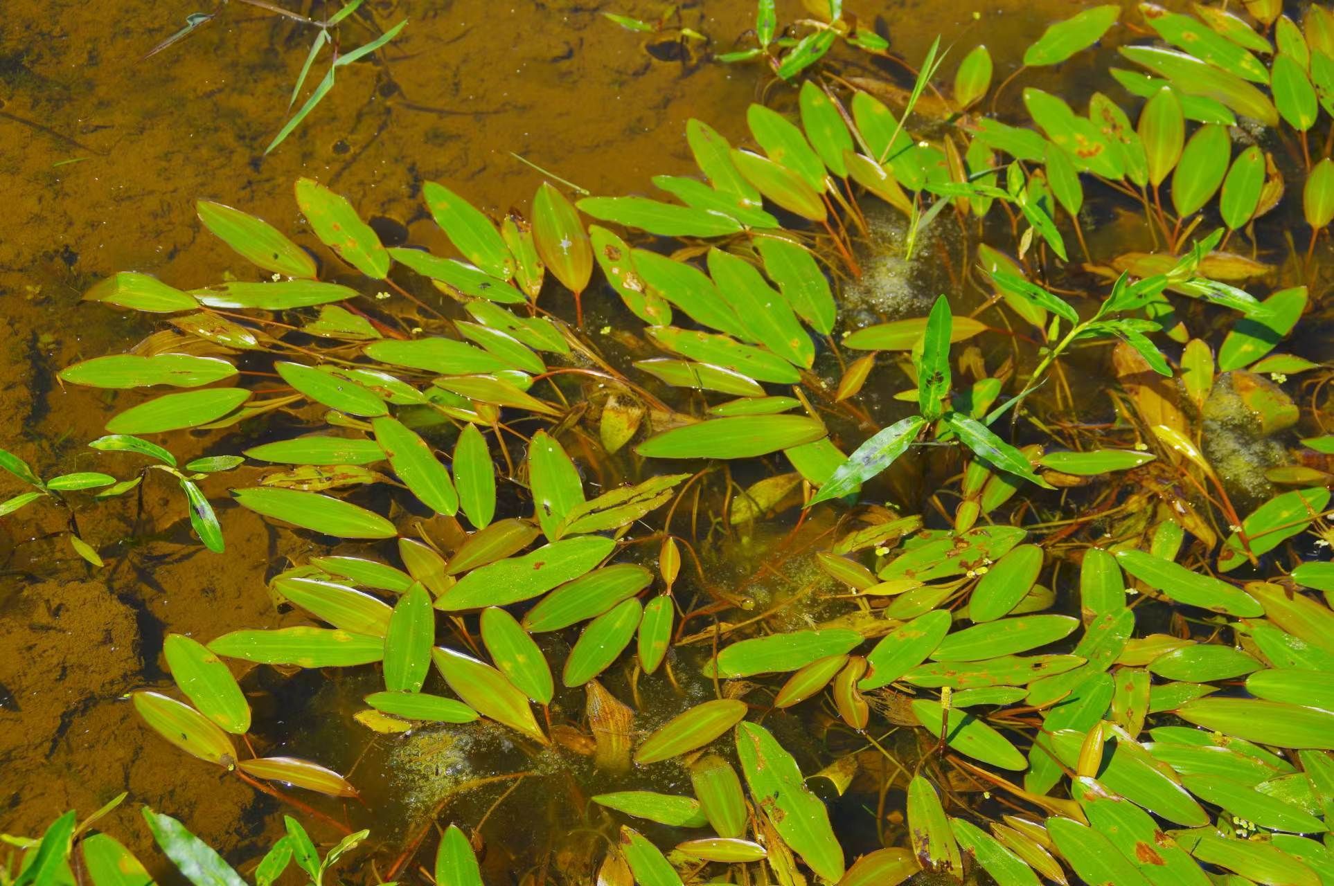 山野寻奇眼子菜