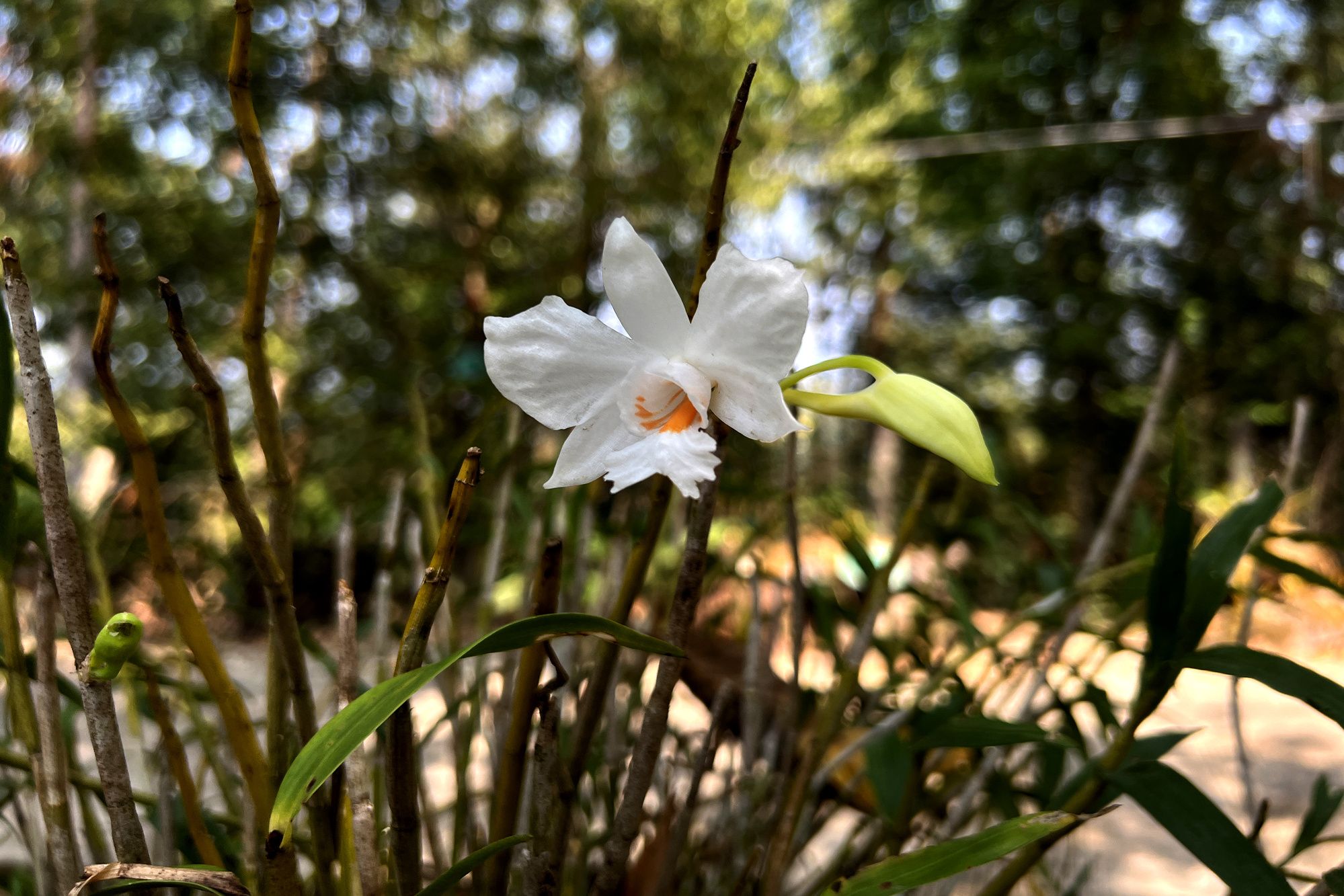 云南植物科普高山石斛高山仙子翠叶百花