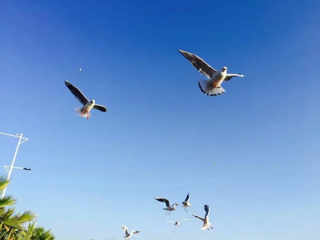 渤公岛红嘴鸥美景图片