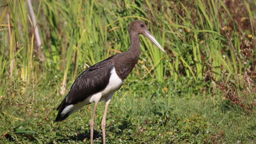 生态云南黑鹳现身剑湖湿地