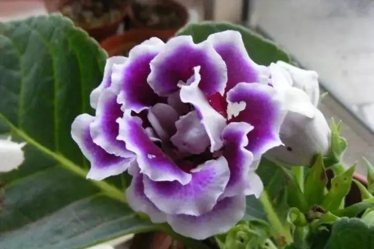 认识植物67大岩桐