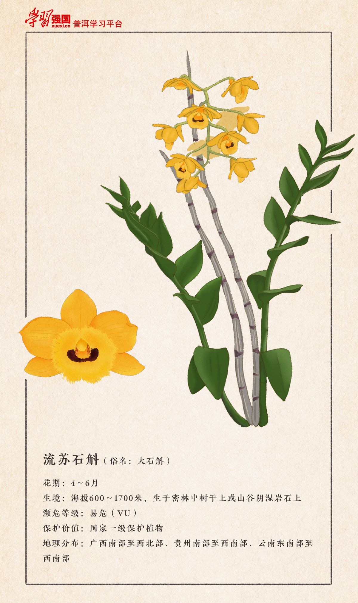 云南植物科普流苏石斛