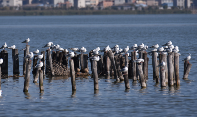 生态云南杞麓湖畔迎来观鸥季