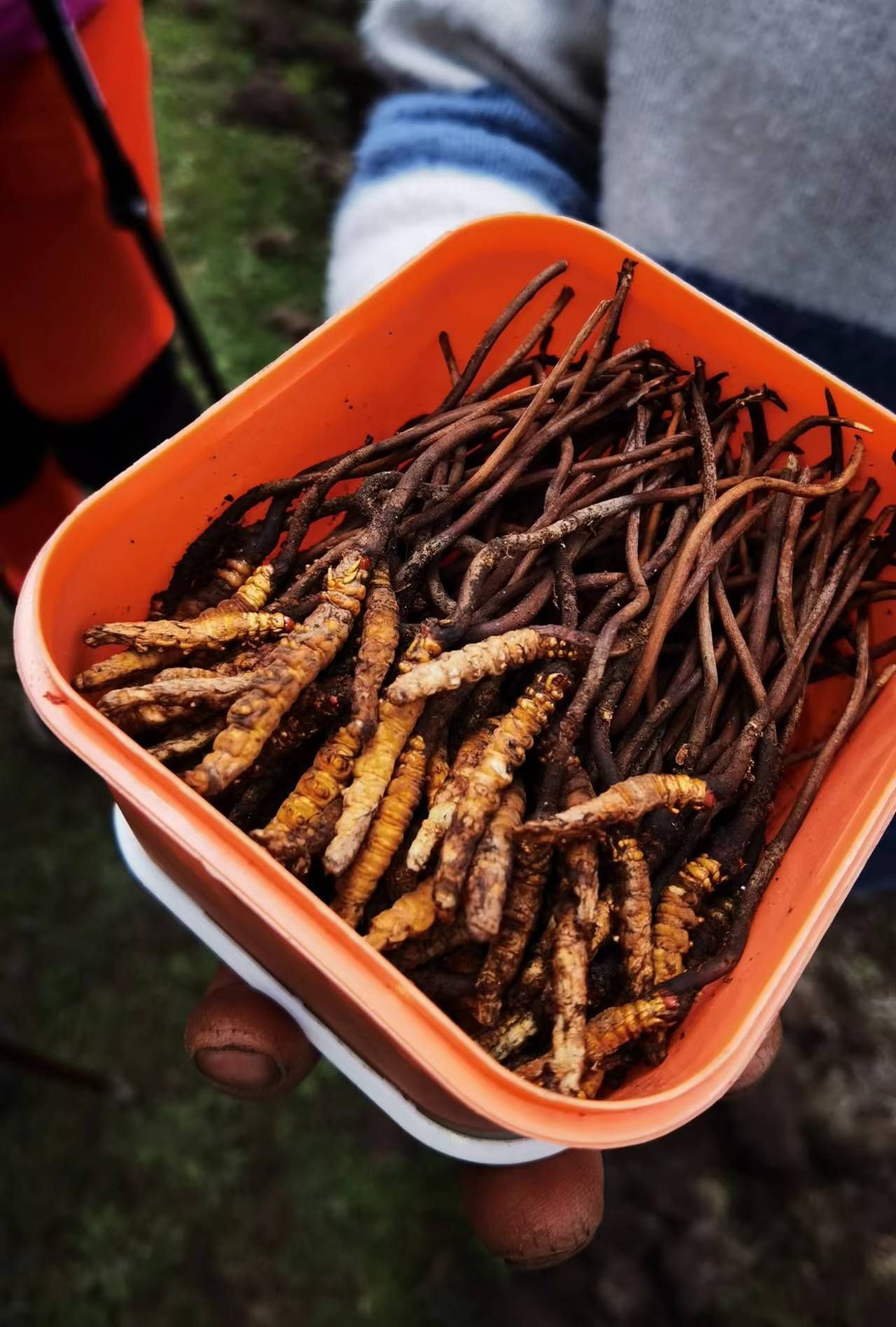 山野寻奇冬虫夏草