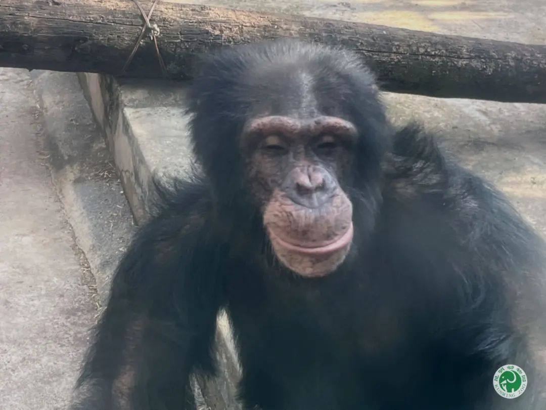 大猩猩转圈的表情包图片